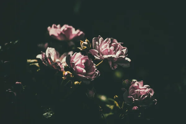 Schöne Zarte Sommerrose Die Der Warmen Sonne Garten Blüht — Stockfoto