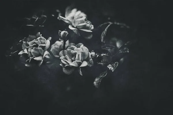 Güzel, narin bir yaz gülü. Bahçedeki sıcak güneşte çiçek açıyor.