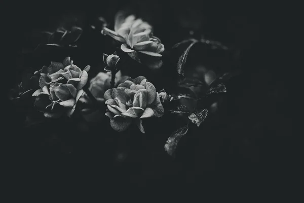 Gyönyörű Finom Nyári Rózsa Virágzik Meleg Napon Kertben — Stock Fotó