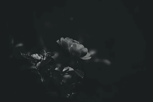Красивая Нежная Летняя Роза Цветущая Теплом Солнце Саду — стоковое фото
