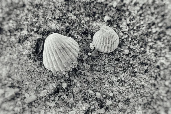 Beautiful Little White Shell Lying Clear Fine Sand Beach Sunny — Stock Photo, Image