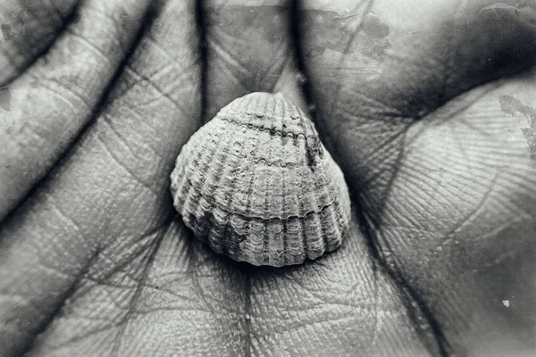 Beautiful Little White Sea Shell Held Hands Beach — Stock Photo, Image