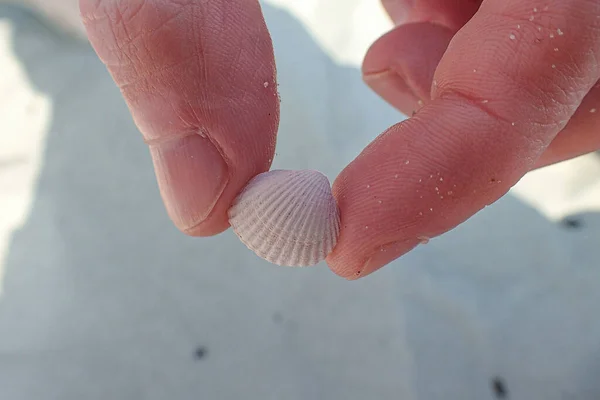 Красива Маленька Біла Морська Мушля Тримається Руках Пляжі — стокове фото