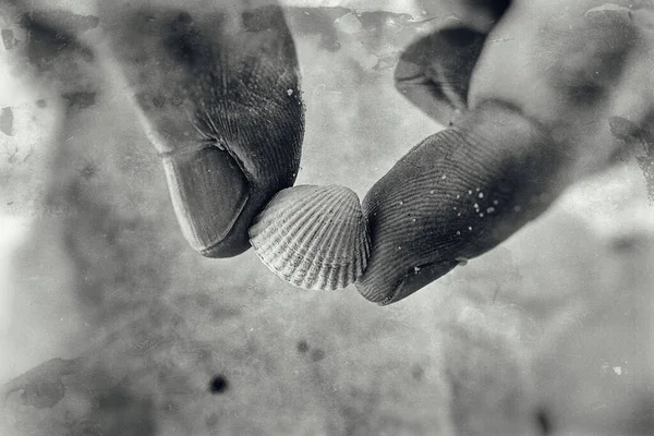 Красива Маленька Біла Морська Мушля Тримається Руках Пляжі — стокове фото