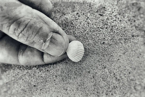 Güzel Beyaz Deniz Kabuğu Kumsalda Ele Tutuşmuş — Stok fotoğraf