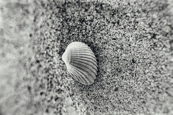 Beautiful Little White Shell Lying Clear Fine Sand Beach Sunny — Stock Photo, Image