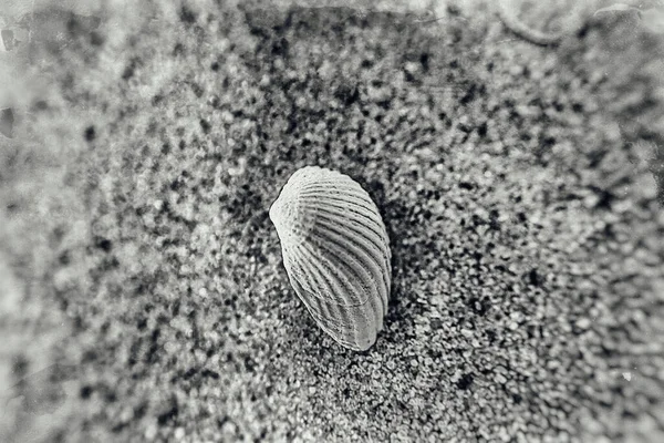 Красива Маленька Біла Мушля Лежить Чистому Дрібному Піску Пляжу Сонячний — стокове фото