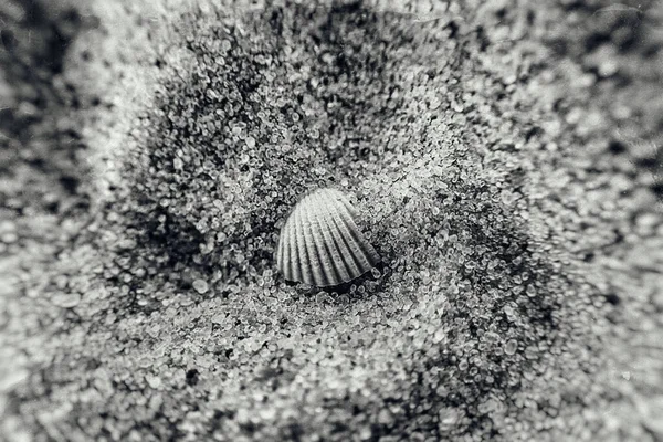 Uma Bela Concha Branca Deitada Areia Clara Fina Praia Dia — Fotografia de Stock