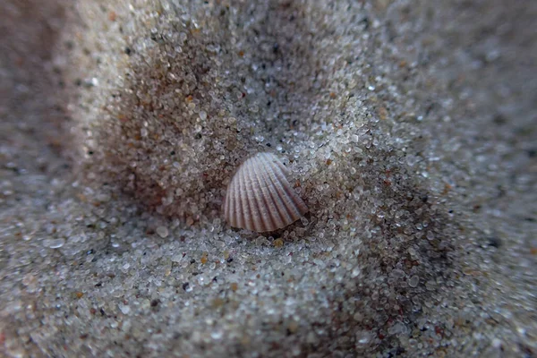Piękna Mała Biała Skorupa Leżąca Czystym Drobnym Piasku Plaży Słoneczny — Zdjęcie stockowe