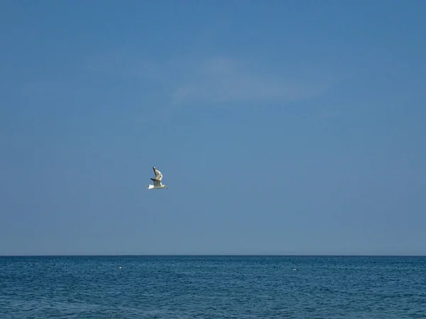 Vackert Sommarsemesterlandskap Med Blått Havsvatten Och Himmel Och Flygande Mås — Stockfoto
