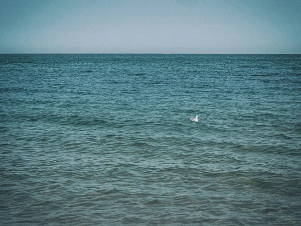 Piękny Letni Krajobraz Błękitną Wodą Morską Niebem Latającą Mewą Ciepły — Zdjęcie stockowe