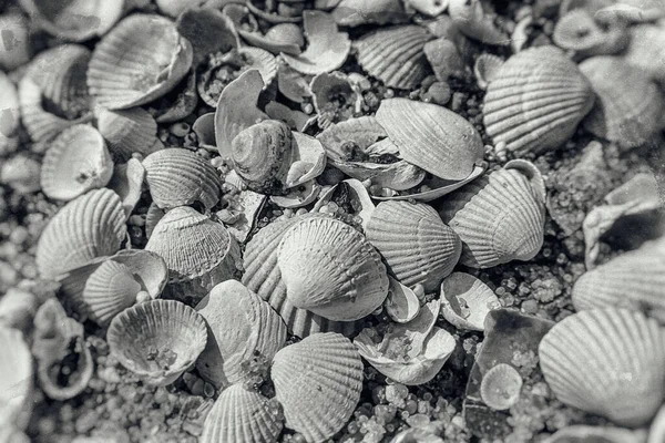 Background White Small Sea Beautiful Fragile Shells Lying Beach — Stock Photo, Image