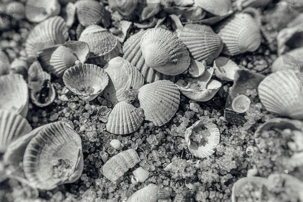Φόντο Από Λευκή Μικρή Θάλασσα Όμορφα Εύθραυστα Κελύφη Που Βρίσκονται — Φωτογραφία Αρχείου