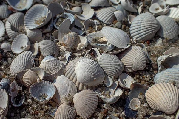 Fondo Blanco Pequeño Mar Hermosas Conchas Frágiles Que Yacen Playa — Foto de Stock