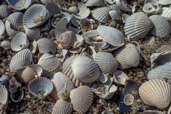 Tło Białe Małe Morze Piękne Kruche Muszle Leżące Plaży — Zdjęcie stockowe