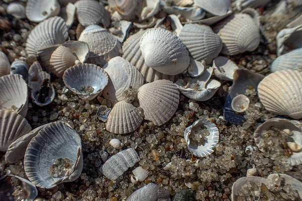 Background White Small Sea Beautiful Fragile Shells Lying Beach — Stock Photo, Image