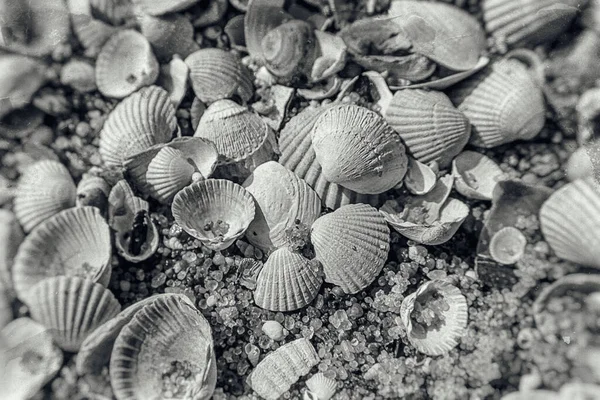 ビーチに横たわっている白い小さな海の美しい壊れやすい貝殻の背景 — ストック写真