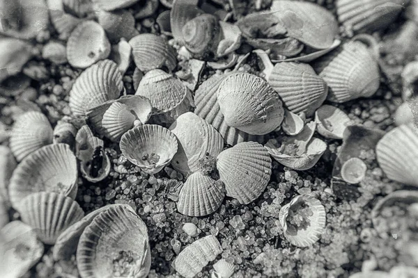 Pozadí Bílé Malé Moře Krásné Křehké Skořápky Ležící Pláži — Stock fotografie