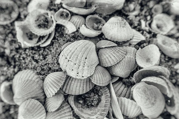 Background White Small Sea Beautiful Fragile Shells Lying Beach — Stock Photo, Image