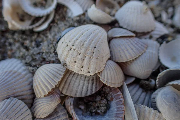 Hintergrund Des Weißen Kleinen Meeres Schöne Zerbrechliche Muscheln Liegen Strand — Stockfoto