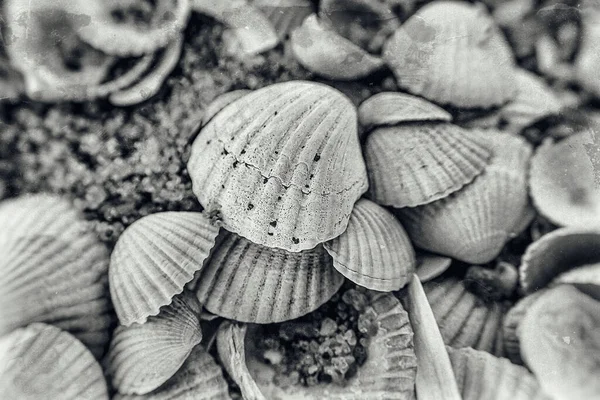 Pozadí Bílé Malé Moře Krásné Křehké Skořápky Ležící Pláži — Stock fotografie