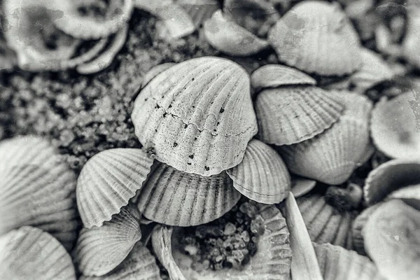 Background White Small Sea Beautiful Fragile Shells Lying Beach — Stock Photo, Image