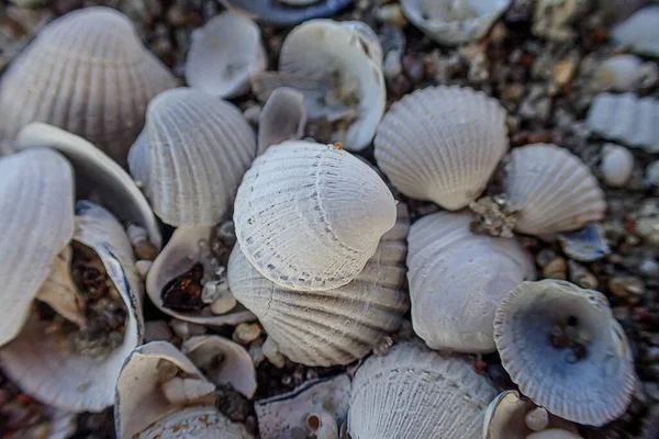 Φόντο Από Λευκή Μικρή Θάλασσα Όμορφα Εύθραυστα Κελύφη Που Βρίσκονται — Φωτογραφία Αρχείου