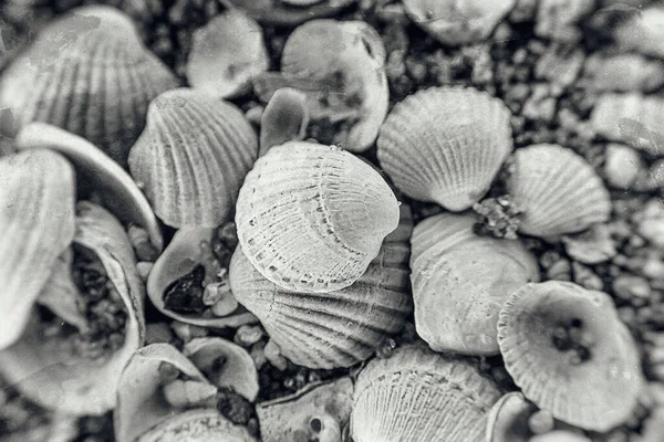 ビーチに横たわっている白い小さな海の美しい壊れやすい貝殻の背景 — ストック写真