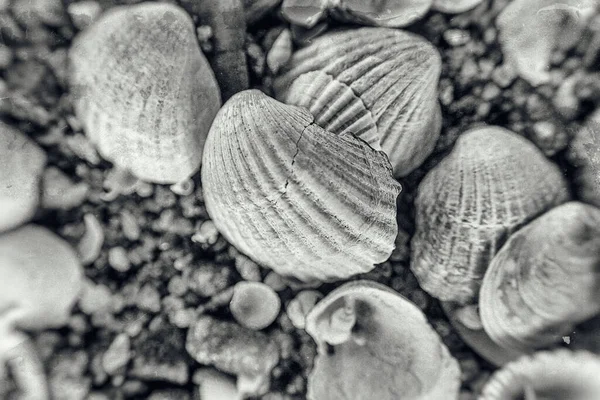 背景为白色的小海 美丽而脆弱的贝壳躺在海滩上 — 图库照片