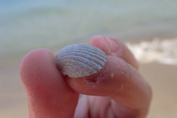 Piękny Mały Biały Muszla Morska Trzymane Rękach Plaży — Zdjęcie stockowe