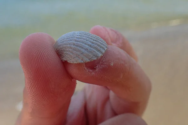 Piękny Mały Biały Muszla Morska Trzymane Rękach Plaży — Zdjęcie stockowe