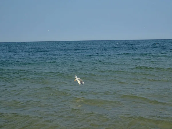 Güzel bir yaz tatili manzarası mavi deniz suyu ve gökyüzü ve sıcak bir günde uçan bir martı.