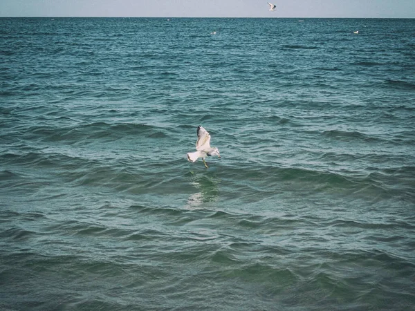Güzel bir yaz tatili manzarası mavi deniz suyu ve gökyüzü ve sıcak bir günde uçan bir martı.