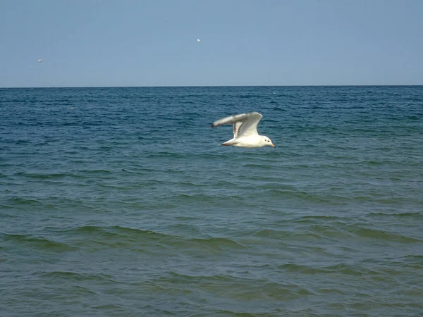 Beau Paysage Vacances Été Avec Eau Mer Bleue Ciel Une — Photo