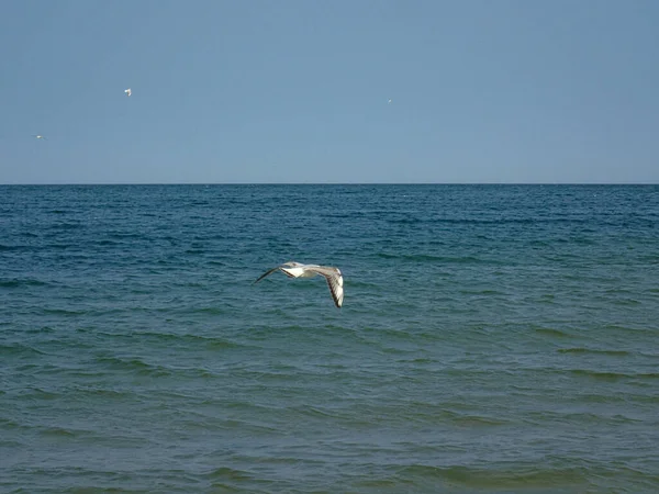 夏日美丽的风景 蓝海蓝天 海鸥在温暖的天气里飞翔 — 图库照片