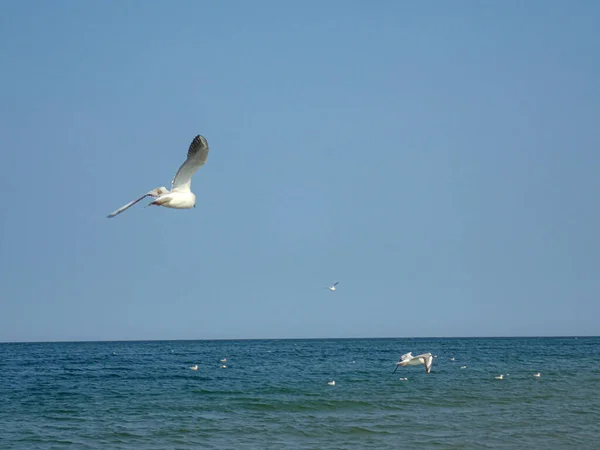 Beautiful Summer Holiday Landscape Blue Sea Water Sky Flying Seagull — Stock Photo, Image