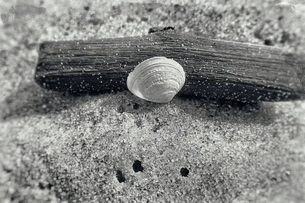 Красива Біла Маленька Оболонка Шматочку Палиці Пляжі Тлі Легкого Дрібного — стокове фото