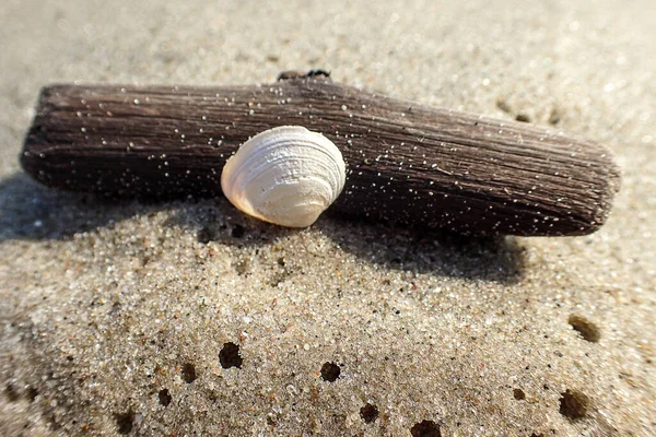Bella Piccola Conchiglia Bianca Pezzo Bastone Sulla Spiaggia Sullo Sfondo — Foto Stock