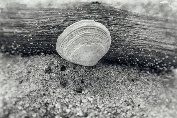 Beautiful White Small Shell Piece Stick Beach Background Light Fine — Stock Photo, Image