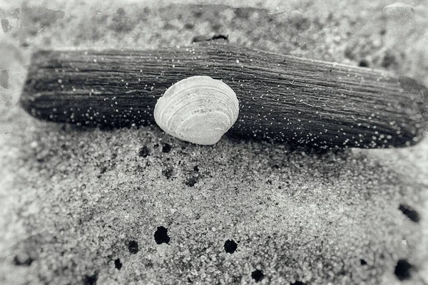 Beautiful White Small Shell Piece Stick Beach Background Light Fine — Stock Photo, Image
