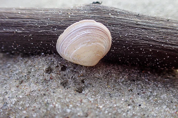 Belo Pequeno Escudo Branco Pedaço Pau Praia Contra Fundo Areia — Fotografia de Stock