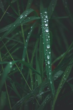 Yeşil arka planda çimlerin güzel lekeleri ve açık havada gümüş yağmur damlaları.