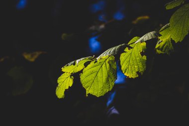 Güzel altın sonbahar akçaağaç yaprakları sıcacık ışıkta