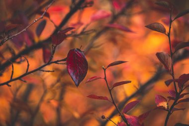 # Güzel kırmızı ve turuncu sonbahar yaprakları # # Bahçede sıcak bir günde #