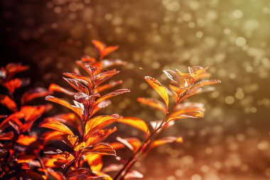 Çalının güzel kırmızı sonbahar yaprakları Bahçedeki sıcak öğleden sonra güneşinde