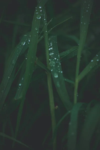 Красиві Вади Трави Зеленому Тлі Срібними Краплями Дощу Крупним Планом — стокове фото