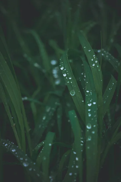 美丽的草地上的瑕疵 绿色的背景 银色的雨滴 在室外的特写 — 图库照片