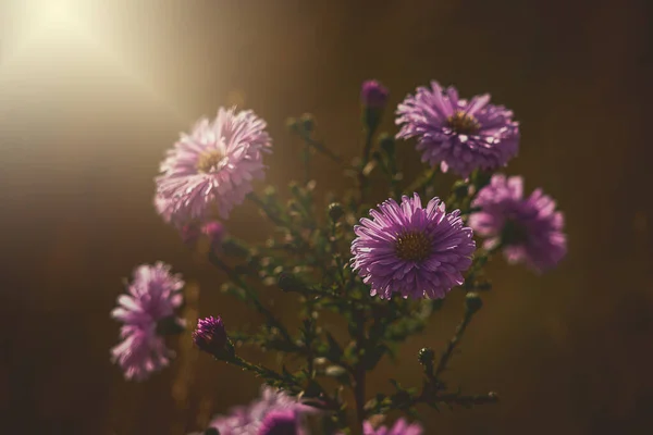 Belas Flores Outono Roxas Iluminadas Pelo Sol Quente Setembro Ambiente — Fotografia de Stock