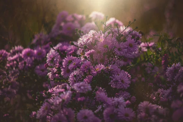 Hermosas Flores Otoño Púrpura Iluminadas Por Cálido Sol Septiembre Entorno —  Fotos de Stock