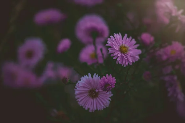 Красивые Фиолетовые Осенние Цветы Освещенные Теплым Сентябрьским Солнцем Естественной Окружающей — стоковое фото